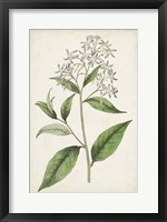 Antique Botanical Collection XII Fine Art Print