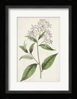 Antique Botanical Collection XII Framed Print