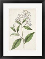 Antique Botanical Collection XII Framed Print