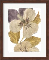 Neutral Pansy I Fine Art Print