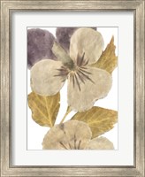 Neutral Pansy I Fine Art Print