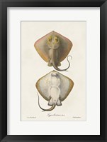 Antique Rays I Framed Print