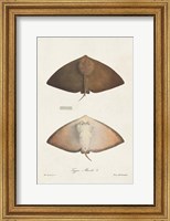 Antique Rays II Fine Art Print