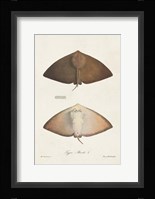 Antique Rays II Framed Print