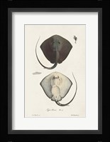 Antique Rays III Framed Print