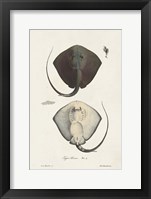 Antique Rays III Framed Print