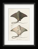 Antique Rays IV Framed Print