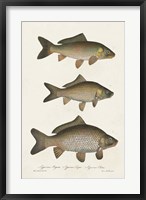 Species of Antique Fish I Fine Art Print