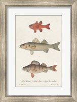 Species of Antique Fish II Fine Art Print