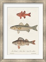 Species of Antique Fish II Fine Art Print