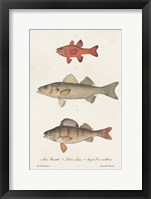 Species of Antique Fish II Framed Print
