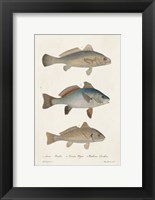 Species of Antique Fish III Fine Art Print
