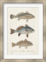 Species of Antique Fish III Fine Art Print