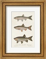 Species of Antique Fish IV Fine Art Print