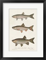 Species of Antique Fish IV Framed Print