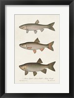 Species of Antique Fish IV Framed Print