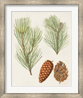 Antique Pine Cones I Fine Art Print