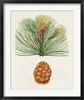 Antique Pine Cones II Fine Art Print