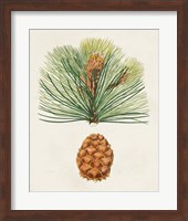 Antique Pine Cones II Fine Art Print