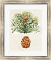 Antique Pine Cones II Fine Art Print
