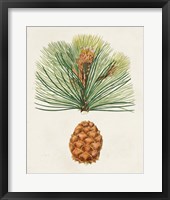 Antique Pine Cones II Framed Print