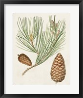 Antique Pine Cones III Framed Print