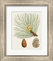 Antique Pine Cones IV Fine Art Print