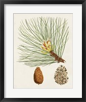 Antique Pine Cones IV Framed Print