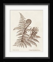 Sepia Fern Varieties I Framed Print