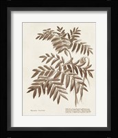 Sepia Fern Varieties II Framed Print