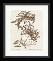 Sepia Fern Varieties III Framed Print
