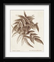 Sepia Fern Varieties IV Framed Print