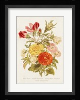 Antique Floral Bouquet I Framed Print