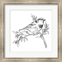 Simple Songbird Sketches I Fine Art Print
