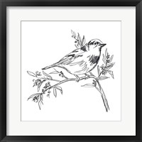 Simple Songbird Sketches I Framed Print