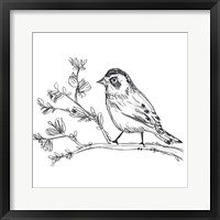 Simple Songbird Sketches II Framed Print