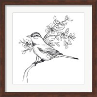 Simple Songbird Sketches III Fine Art Print