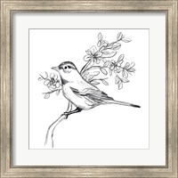 Simple Songbird Sketches III Fine Art Print