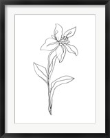 Simple Daffodil I Fine Art Print