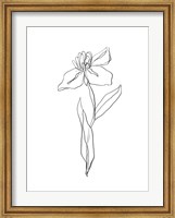 Simple Daffodil II Fine Art Print