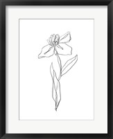 Simple Daffodil II Framed Print
