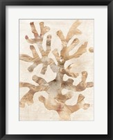 Parchment Coral I Framed Print