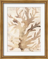 Parchment Coral III Fine Art Print