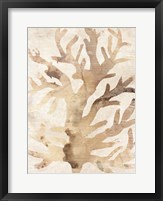 Parchment Coral III Framed Print