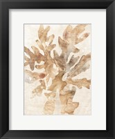 Parchment Coral IV Fine Art Print