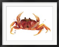 Crab Cameo III Fine Art Print