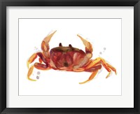 Crab Cameo III Framed Print