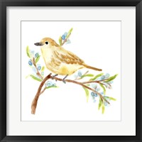 Springtime Songbirds II Framed Print