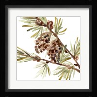 Simple Pine Cone II Framed Print