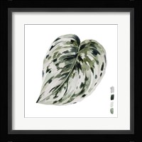 Scindapsus I Framed Print